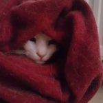 Εικόνα προφίλ του/της Ζωη