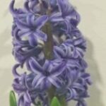 Εικόνα προφίλ του/της ΔΕΣΠΟΙΝΑ